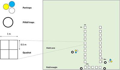 Weeds Enhance Multifunctionality in Arable Lands in South-West of France